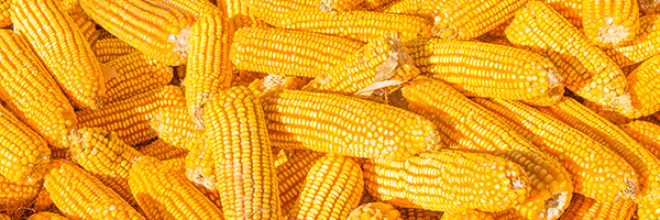 Futerro illustration example corn