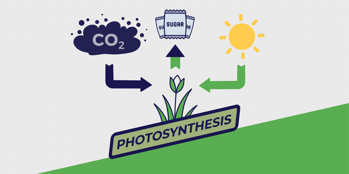 Photosynthesis