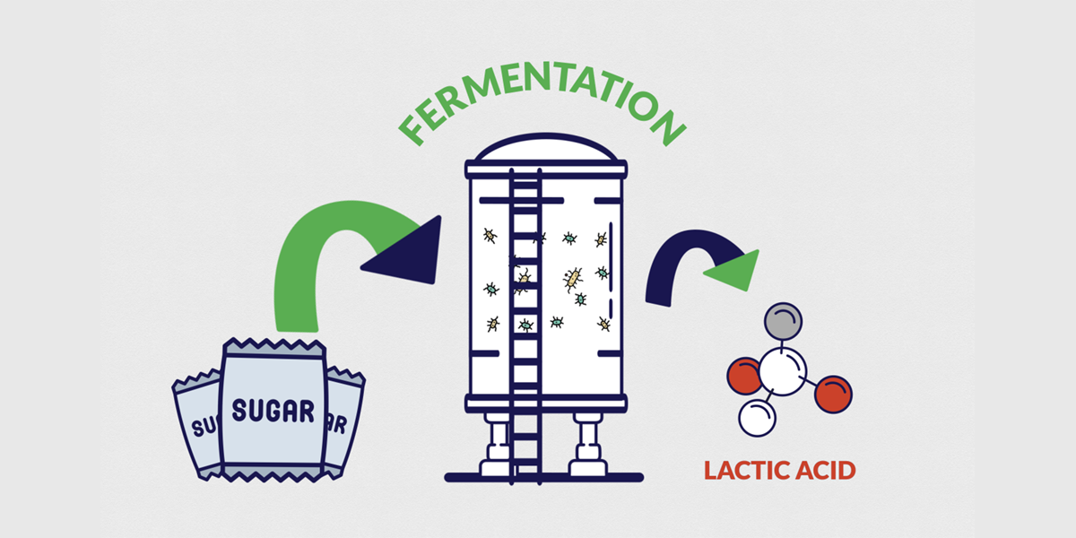 Sugar to Lactic Acid