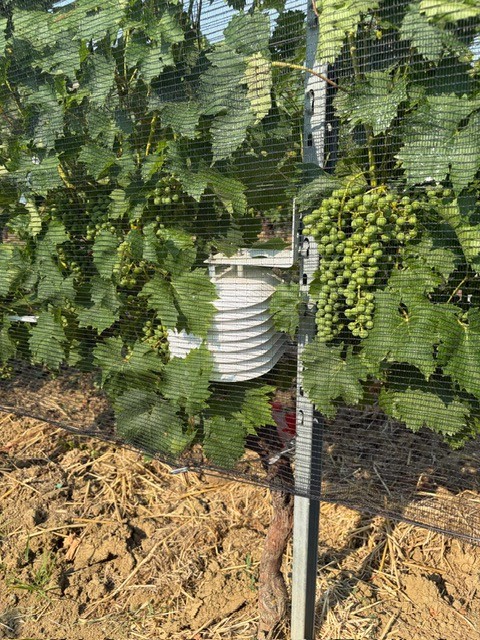 PLA-based hail nets under real-world conditions